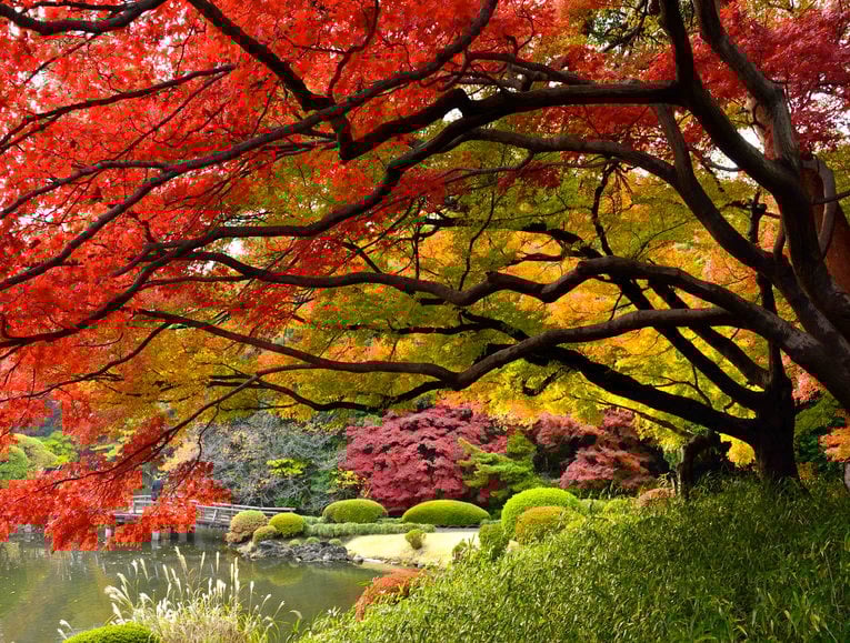 Tokyo scenery 